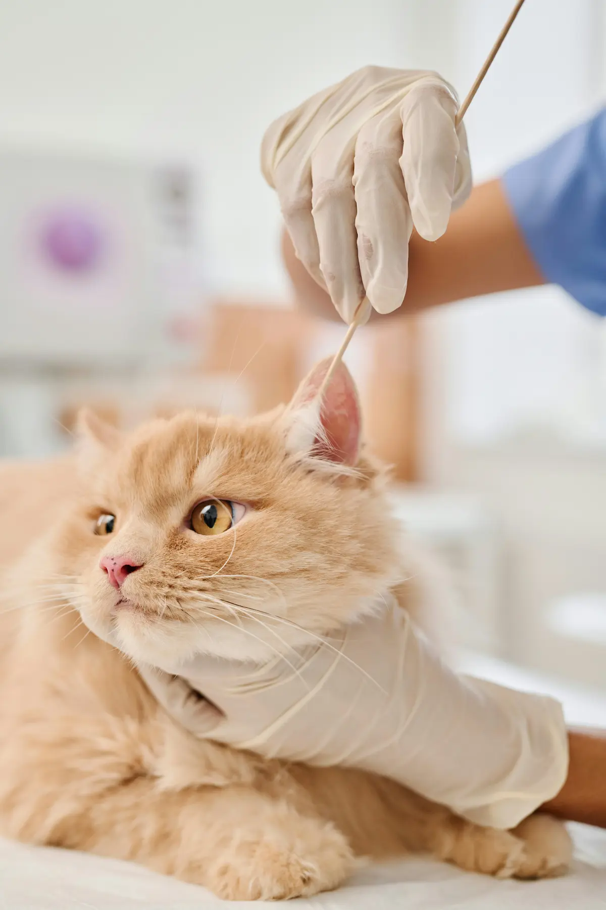 Espazo de consulta en Hatena Clínica Veterinaria