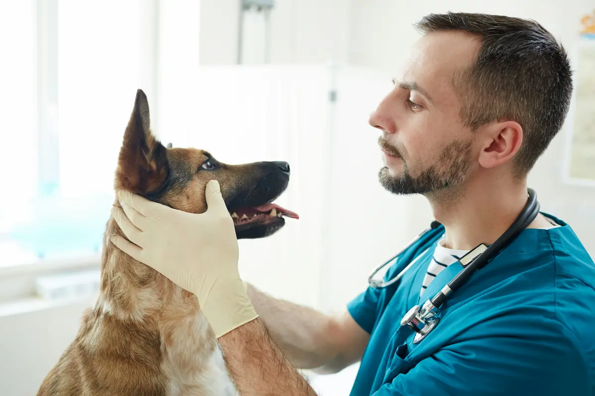 Atención veterinaria calma en Hatena